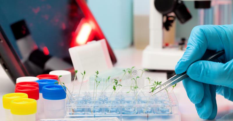 Plant Physiology, Plant Environmental Stress Physiology, Oxidative Stress, Seed Physiology, Seed Science, Abiotic Stress Tolerance, Environmental Plant Physiology, Environmental Stresses, Controlled Environment, Crop Physiology, Ecophysiology, Agricultural Biochemistry, Plant Biochemistry, Molecular Plant Physiology, Agricultural Biotechnology, Legumes, Plant Biotechnology